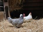 Bassette, Dieren en Toebehoren, Pluimvee