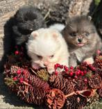 Pomeriaan pups (mini-dwergkeesjes) 2x teefje-1x reutje, België, Fokker | Hobbymatig, Keeshond, 8 tot 15 weken