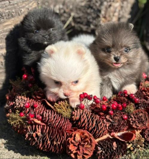 Pomeriaan pups (mini-dwergkeesjes) 2x teefje-1x reutje, Dieren en Toebehoren, Honden | Poolhonden, Keeshonden en Oertypen, Meerdere dieren