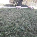 Ram te koop, Dieren en Toebehoren, Schapen, Geiten en Varkens, Mannelijk, Schaap, 0 tot 2 jaar