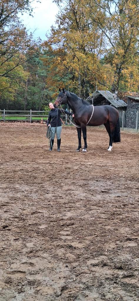 Zangersheide hengst, Animaux & Accessoires, Chevaux, Étalon