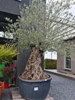 Olijfboom Olea Europaea, Ophalen, Olijfboom