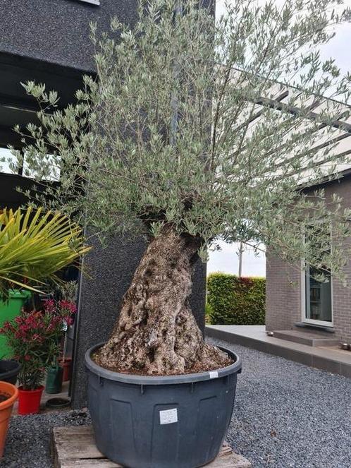 Olijfboom Olea Europaea, Tuin en Terras, Planten | Bomen, Olijfboom, Ophalen