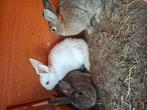 Dwergkonijn van 2 maanden oud te koop, Dieren en Toebehoren, Konijnen, Meerdere dieren, Dwerg, 0 tot 2 jaar