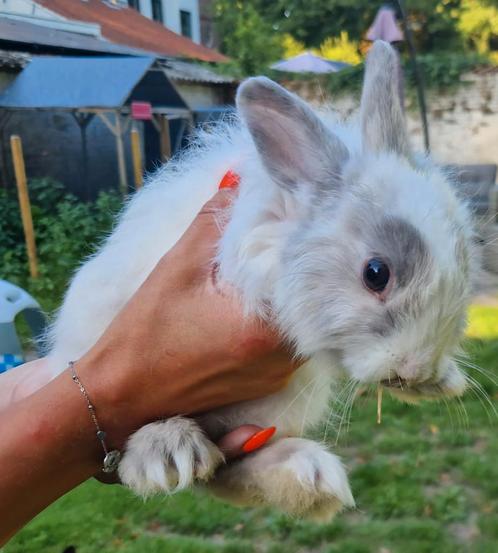 Dwerg leeuwenkop rammetjes, Dieren en Toebehoren, Konijnen, Dwerg, Mannelijk, 0 tot 2 jaar