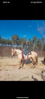 Bomproof paard, Dieren en Toebehoren, Paarden, Minder dan 160 cm, 11 jaar of ouder, Recreatiepaard, Merrie