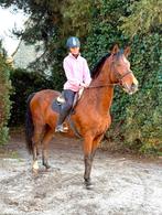 Sweet 7 ans de jardin, Animaux & Accessoires, Chevaux, Hongre, B