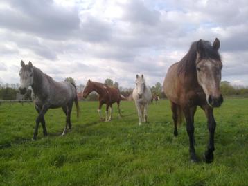 PAARDENSTALLING MET WEIDE, Mise à l'étable