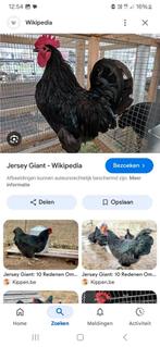 Jersey Giant hanen 15 per stuk, Dieren en Toebehoren
