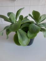 Kamerplant Kalanchoë tetraphylla, Ophalen, Overige soorten