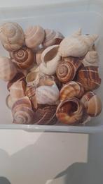 Lot diverse schelpen om te versieren, knutselen, verzamelen, Ophalen of Verzenden, Gebruikt
