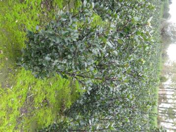 Ilex Blue Prince ( hulst )  beschikbaar voor biedingen
