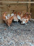 Kuikens friese hoen, Dieren en Toebehoren