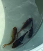 Babykoi, Dieren en Toebehoren, Vissen | Vijvervissen, Karper of Koi