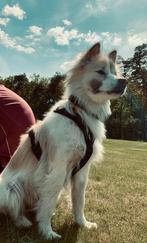 Harnas hond zwart + riem, Ophalen of Verzenden