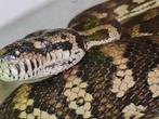 carpet python 3j vrouwtje, Slang, 0 tot 2 jaar, Tam