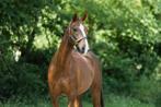 Bomproeve Allround (moeder-kind) E pony/klein paard, Dieren en Toebehoren, Paarden, Minder dan 160 cm, B, Ruin, 11 jaar of ouder