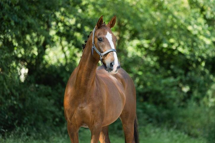 Bomproeve Allround (moeder-kind) E pony/klein paard, Dieren en Toebehoren, Paarden, Ruin, B, Minder dan 160 cm, 11 jaar of ouder