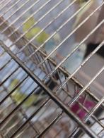 jonge parkietjes, Dieren en Toebehoren, Vogels | Parkieten en Papegaaien