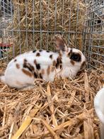 GEZOCHT: tri-color dwerg rex rammetje., Dieren en Toebehoren, Dwerg