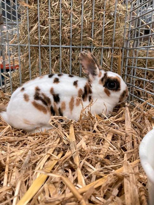 GEZOCHT: tri-color dwerg rex rammetje., Dieren en Toebehoren, Konijnen, Dwerg