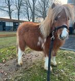 Shetlander veulen, Dieren en Toebehoren, Pony's, Merrie