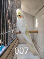 Valkparkiet, Dieren en Toebehoren, Meerdere dieren, Parkiet, Geringd