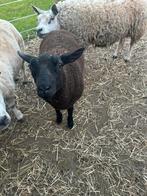 2 ram lammeren texel x zwartbles, Dieren en Toebehoren, Mannelijk, Schaap