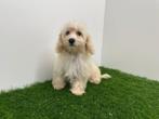 Maltipoo pups, België, 8 tot 15 weken, CDV (hondenziekte), Meerdere