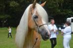 Bloedmooie lieve haflinger merrie, Dieren en Toebehoren, Pony's, Merrie