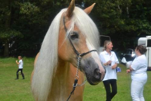 Bloedmooie lieve haflinger merrie, Dieren en Toebehoren, Pony's, Merrie, Zadelmak, E pony (1.48m - 1.57m), Recreatiepony, 11 jaar of ouder