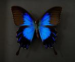 Rare Papillon exotique Ulysses Telegonus de l'Ile de Bachan, Collections, Collections Animaux, Insecte, Animal empaillé, Enlèvement ou Envoi