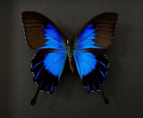 Zeldzame exotische vlinder Ulysses Telegonus van Bachan Isla, Verzamelen, Dierenverzamelingen, Nieuw, Opgezet dier, Insect, Ophalen of Verzenden