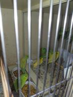 Forpus, Dieren en Toebehoren, Vogels | Parkieten en Papegaaien