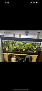 Aquarium 250l, Dieren en Toebehoren, Ophalen, Zo goed als nieuw