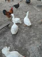 Duitse Peking eend, Eend