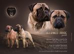 Bullmastiff pups met stamboom (reutje en teefje), België, Fokker | Hobbymatig, Overige rassen, CDV (hondenziekte)
