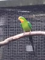 1_1 barraband 2022_2020, Bagué