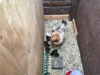 Kuikens marans tarwe en roodkoper zwart, Vrouwelijk, Kip
