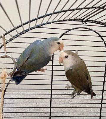 2 inséparable avec une belle cage., Animaux & Accessoires, Plusieurs animaux, Perruche