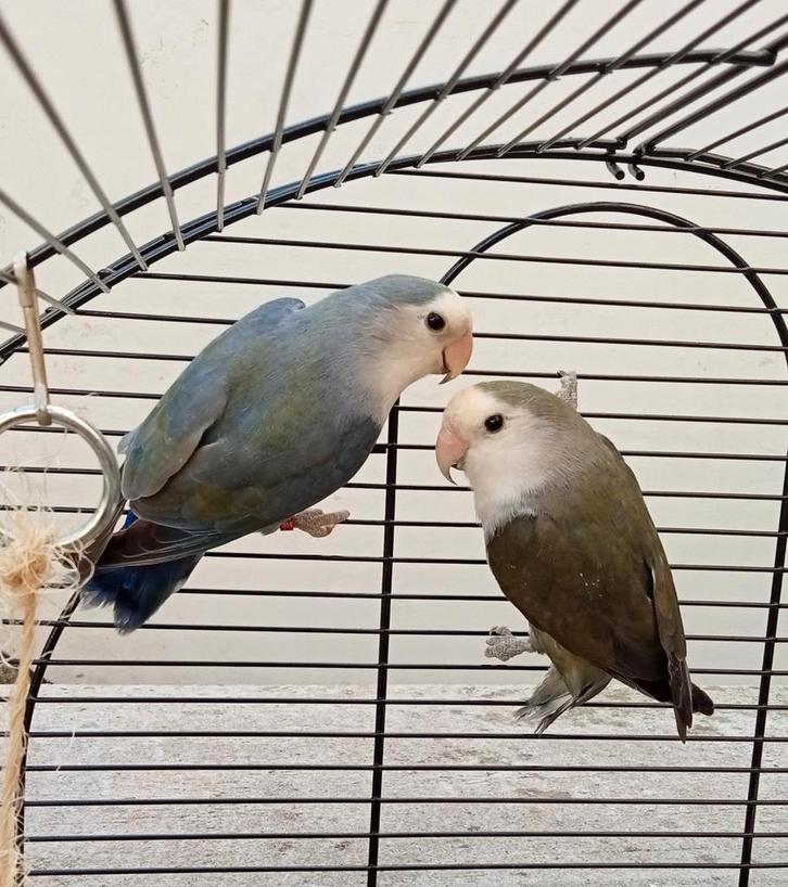 2 tortelduifjes met een prachtige kooi., Dieren en Toebehoren, Vogels | Parkieten en Papegaaien, Parkiet, Meerdere dieren