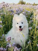 Samojeed FCI-stamboom -puppy's na kampioenen, Dieren en Toebehoren, Fokker | Hobbymatig, Overige rassen, 8 tot 15 weken, Buitenland