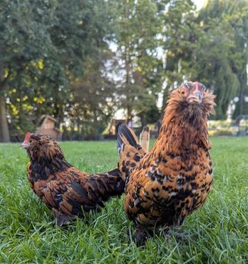 Prachtig tam koppeltje ukkelse baardkrielen beschikbaar voor biedingen