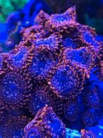 Koraal stekjes zeeaquarium, Dieren en Toebehoren, Vissen | Aquariumvissen