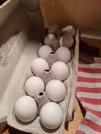 Broedeieren Leghorn goudpatrijs, Dieren en Toebehoren, Pluimvee