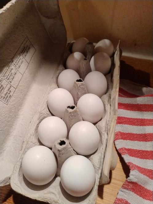 Broedeieren Leghorn goudpatrijs, Dieren en Toebehoren, Pluimvee