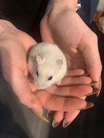 Mooie witte Russische Dwerghamster vrouw 6 maanden oud, Femelle, Hamster, Domestique