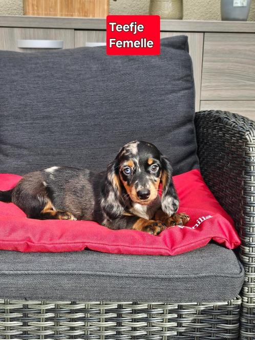 mooie langhaar teckel pups, Dieren en Toebehoren, Honden | Teckels en Dashonden, Meerdere dieren, Langhaar, Dwerg, Fokker | Professioneel