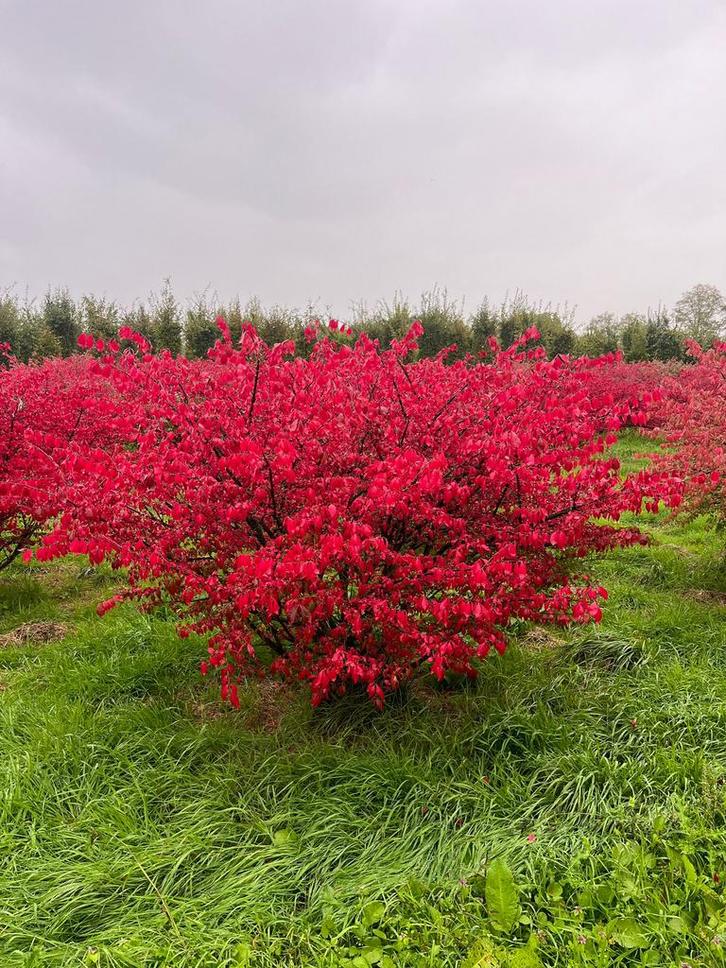Euonymus alatus solitaire blikvangers, Tuin en Terras, Planten | Bomen, Ophalen of Verzenden
