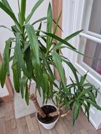Yucca plant (in pot), Huis en Inrichting, Kamerplanten, Ophalen, Yucca, In pot